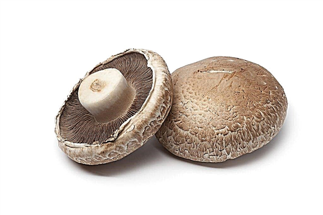 Features of the portobello mushroom