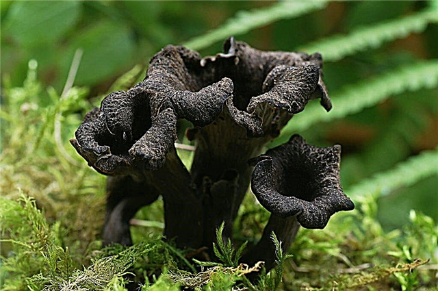 Horn-shaped mushroom