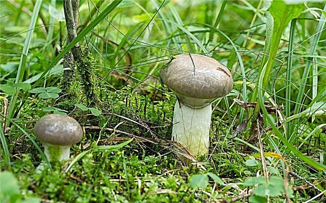 Description du champignon mokruha