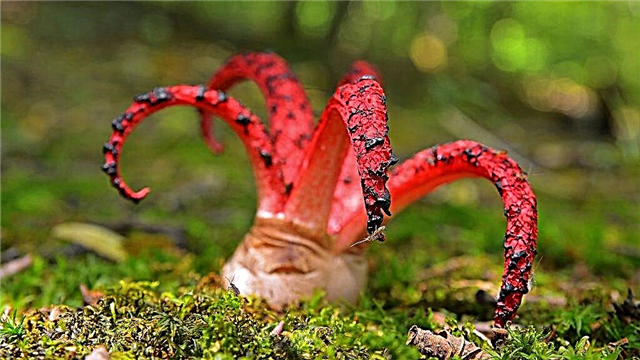 É possível comer o cogumelo Devil's Fingers