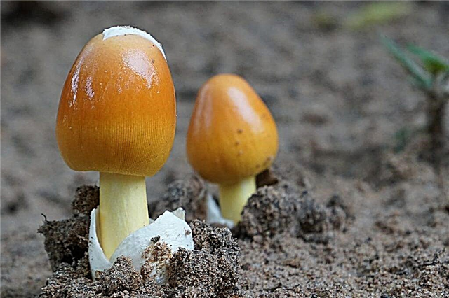 Pusher mushrooms