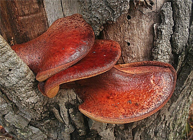Description of the mushroom liverwort