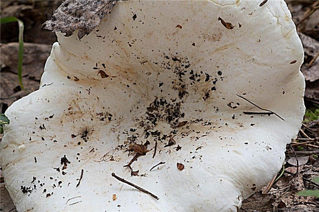 How to properly handle white milk mushrooms