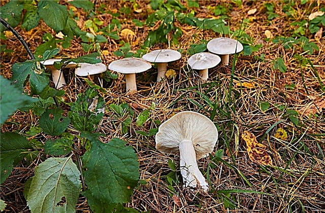 Description du champignon ryadovka