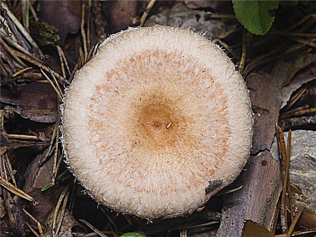 Description of the white mushroom