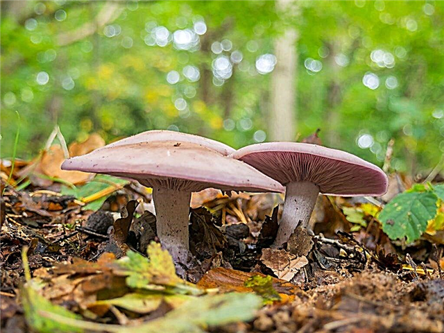 Description of the talker mushroom