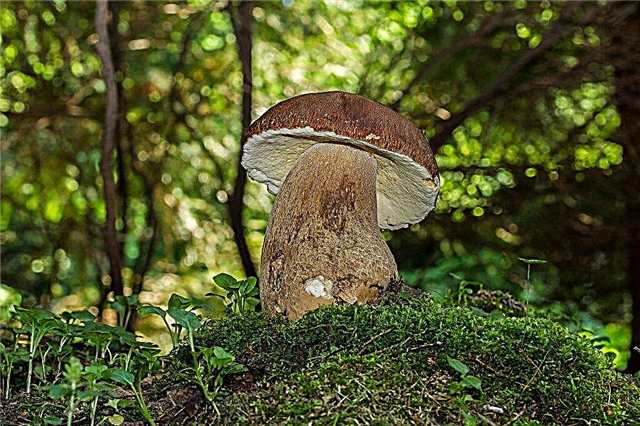 Cogumelos no norte da região de Moscou