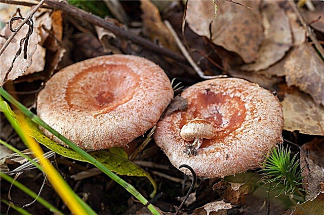Conditionally edible mushroom pink