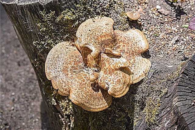 Kuvaus hilseilevästä sientä
