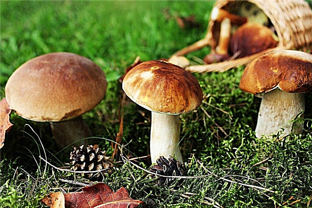 Types de champignons en Carélie