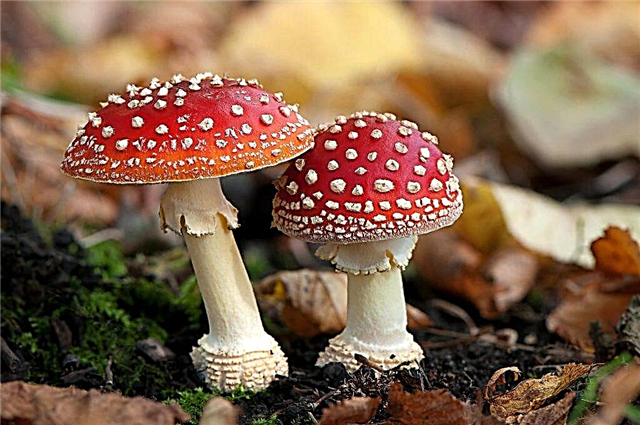 Description of red fly agaric