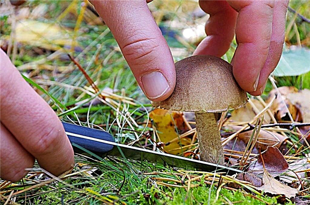 Colheita de cogumelos na região de Sverdlovsk