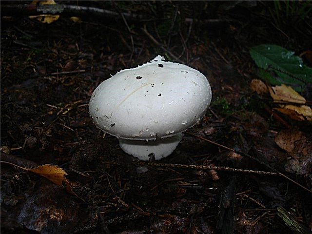 Description du champignon blanc