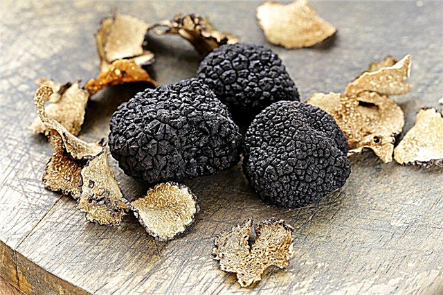 Type of mushrooms Black truffle