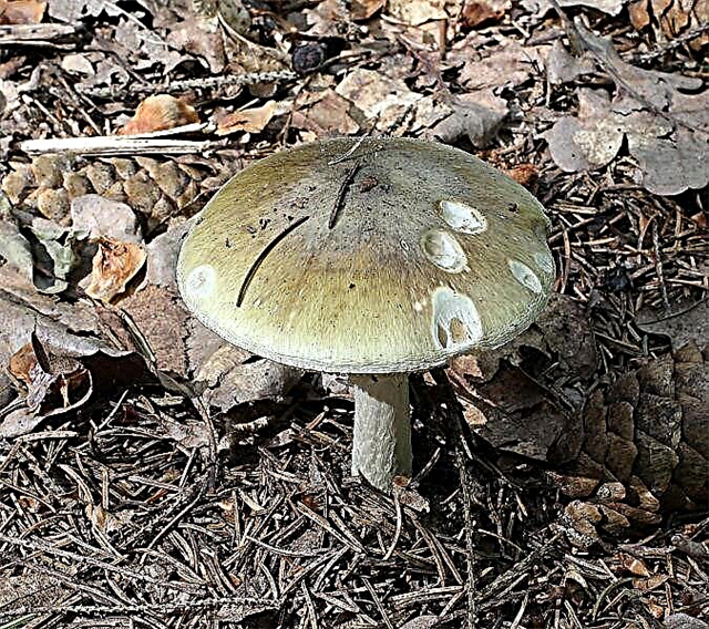 Description du champignon pâle