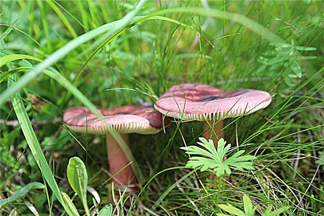 Popular russula mushroom