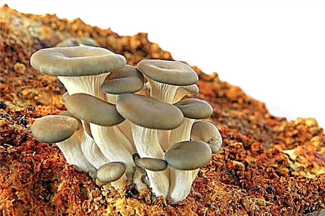 Descrição completa de cogumelos ostra