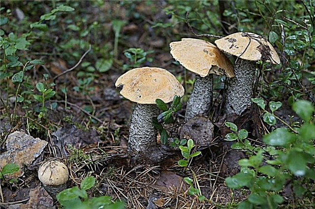Cueillette de champignons dans la région d'Oryol