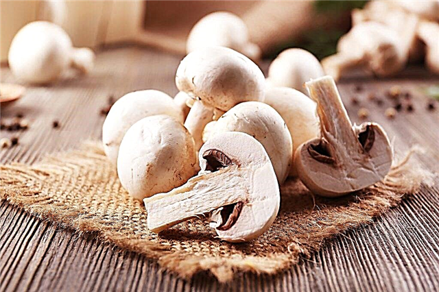 What are the benefits and harms of champignons