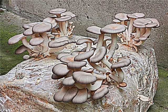 How to grow oyster mushrooms at home