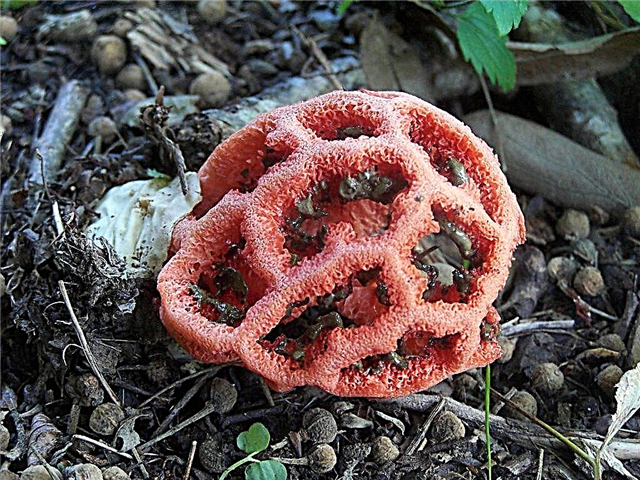 Características do cogumelo treliça vermelha