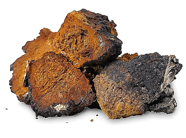 The use of tinctures and decoctions from chaga mushroom