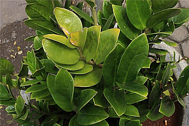 Zamioculcas - causes du jaunissement des feuilles et moyens d'éliminer le problème