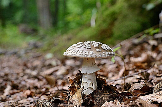 Description of mushroom umbrella