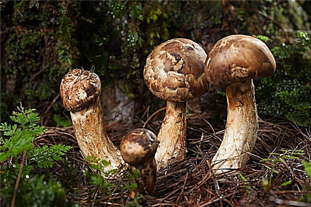 Description of matsutake mushrooms