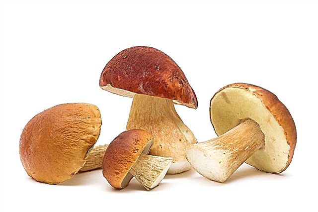 Cleaning and processing of porcini mushrooms