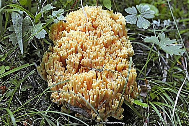 Features of the coral mushroom