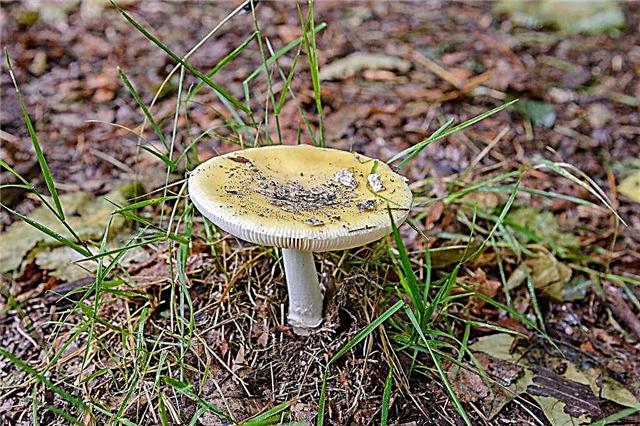 Description du champignon russula jaune clair