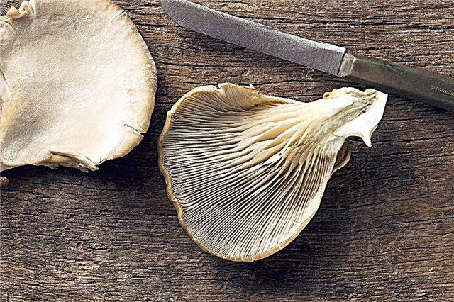 Cleaning oyster mushrooms