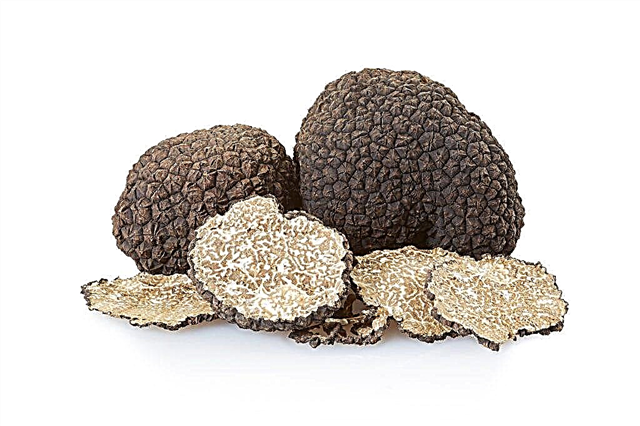 Tempat menemukan truffle di Rusia