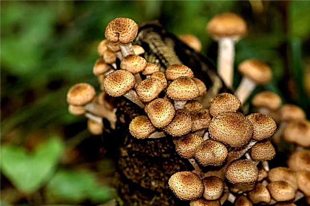 Cogumelos com mel na região de Sverdlovsk