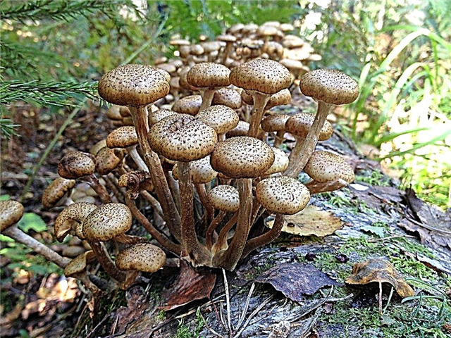 Description of spruce mushrooms