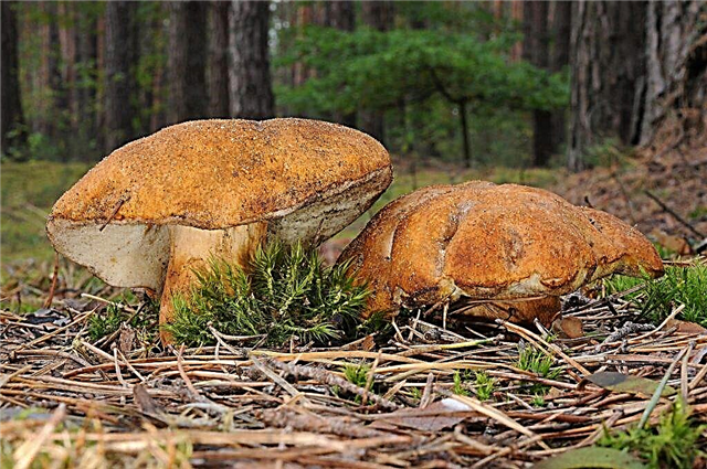 Description of chestnut mushroom