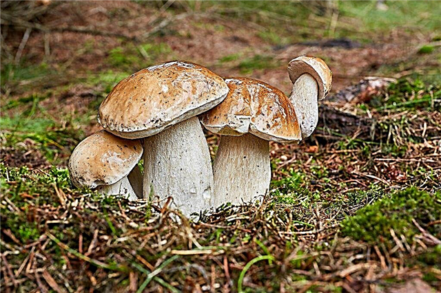 What doubles does the porcini have?