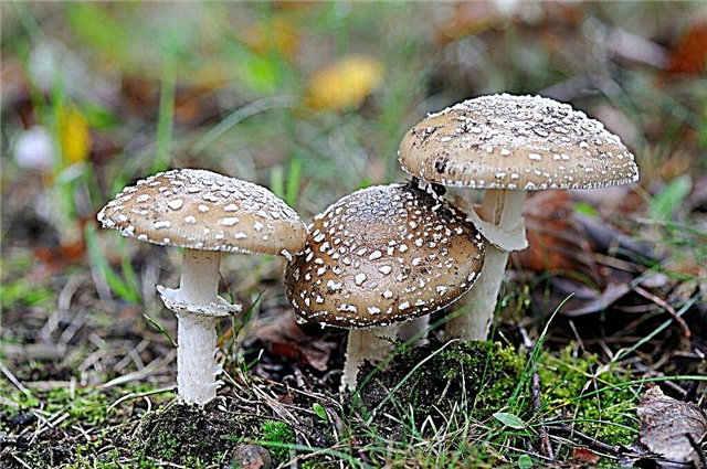 Description of panther fly agaric