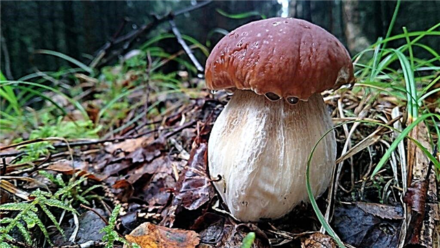 Types de champignons de la région d'Oulianovsk