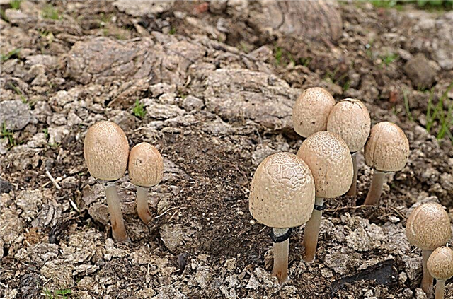 Fitur jamur dari genus Kotoran