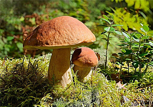 Variedades de cogumelos na região de Penza