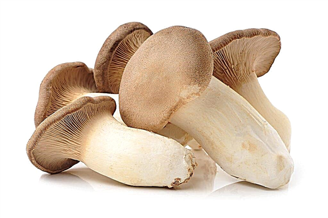 Description of the mushroom eringi
