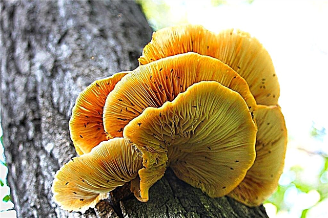 The main differences between false oyster mushrooms