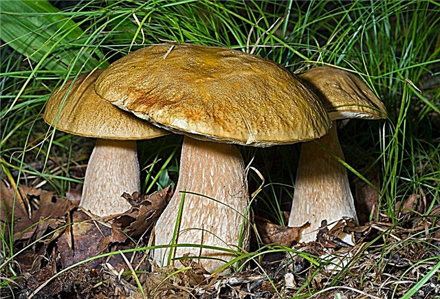 Mushrooms and their varieties