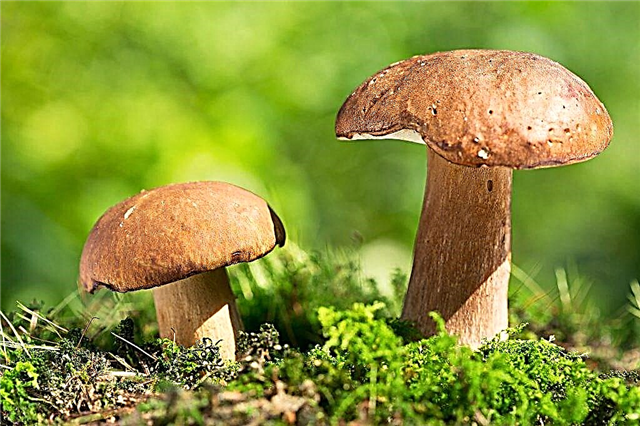 Description of mushrooms boletus