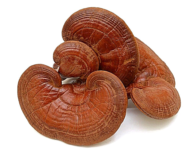 The healing properties of Reishi mushroom