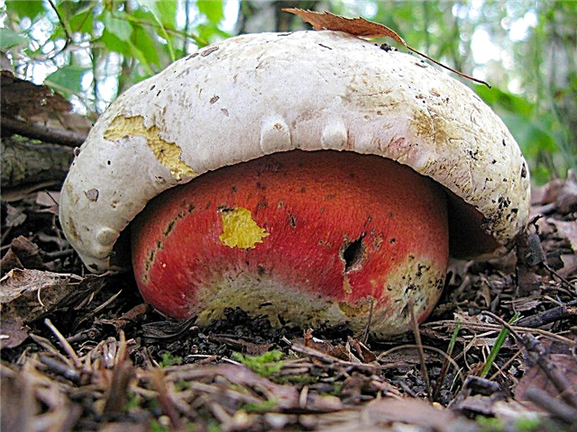 Description of the satanic mushroom