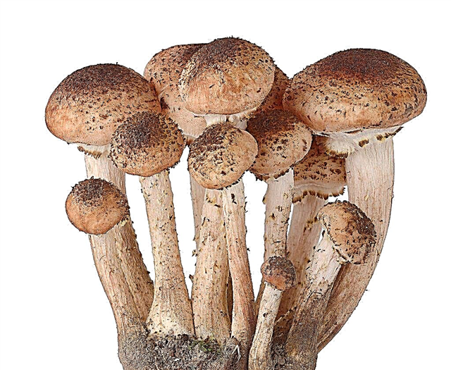Useful and harmful properties of honey mushrooms