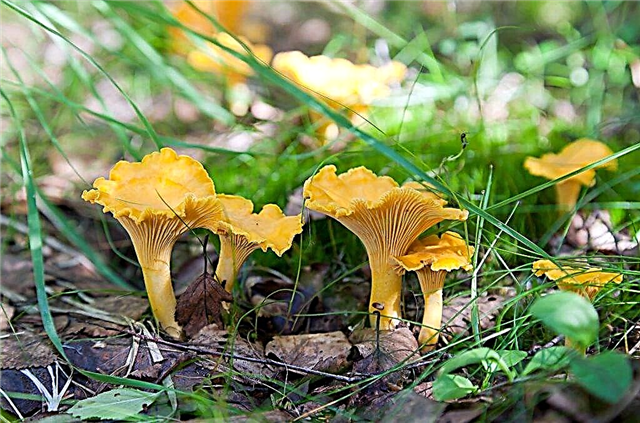 Soorten paddenstoelen in de regio Kaliningrad
